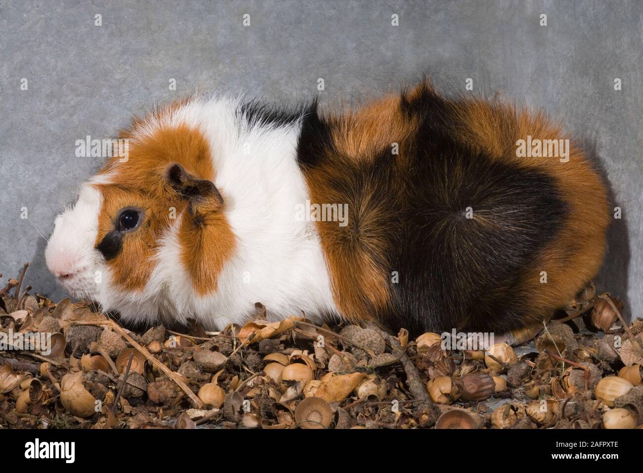 Abyssin TRICOLORE COBAYE (Cavia porcellus). Animal, exposition, spectacle, animal. Branche Banque D'Images