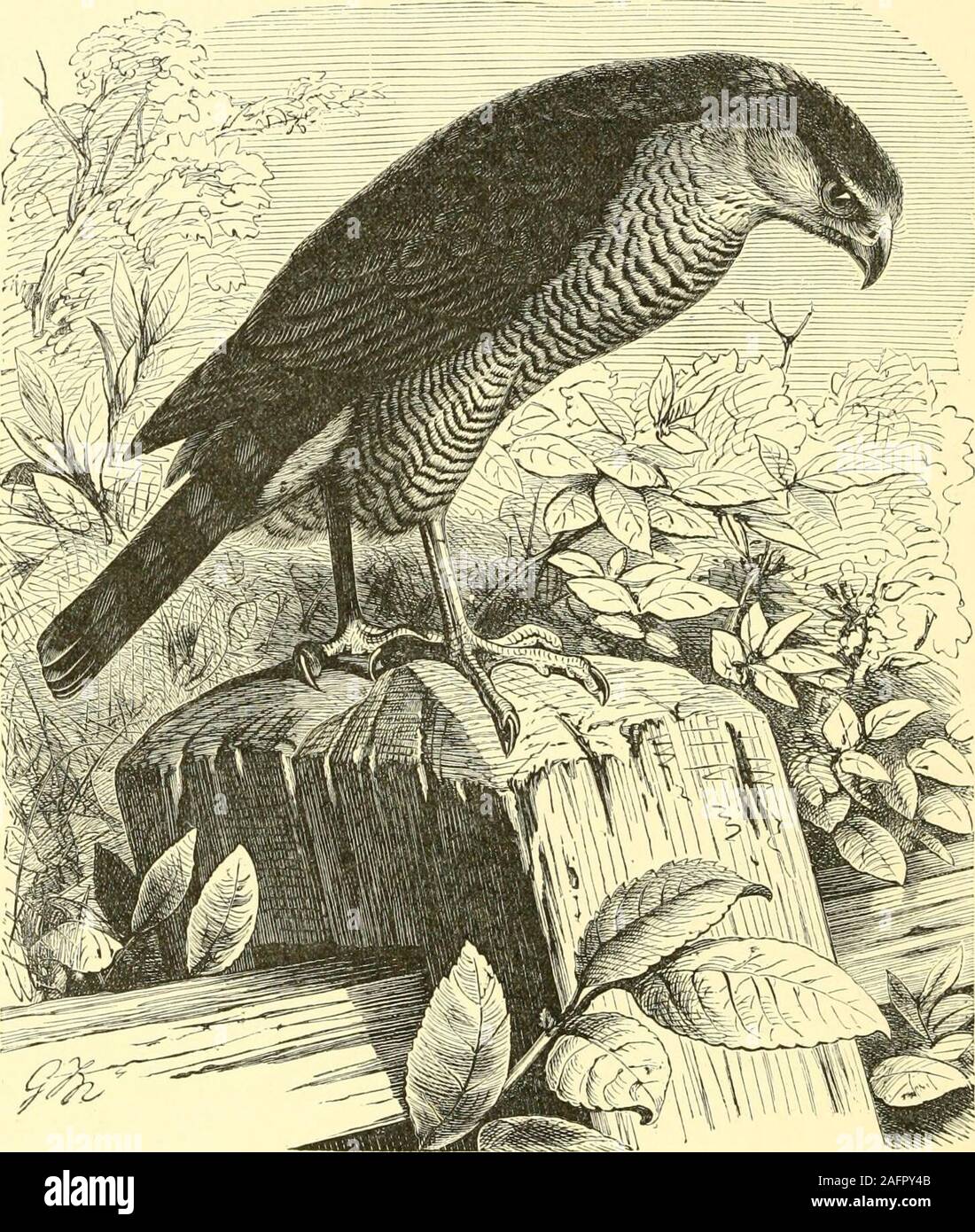 . Le royal l'histoire naturelle. istles, bien qu'il resemblesa plus petit nombre de genres de l'absence d'échelles réticulée sur le dos d'themetatarsus. Sparrow-hawks se distingue de tous leurs alliés par thegreat longueur du troisième orteil, qui (à l'exclusion de l'onglet) est plus qu'doublethe la longueur de la crête du bec, mesurée à partir du bord avant de la Cère.Le bec court régulièrement les courbes à partir de la base, et a une guirlande en lavis d'avant-garde, tandis que les narines sont ovales. Les ailes sont courtes, n'atteignent pas 238 OISEAUX DE PROIE diurnes. dans une longue distance de la fin de la Banque D'Images