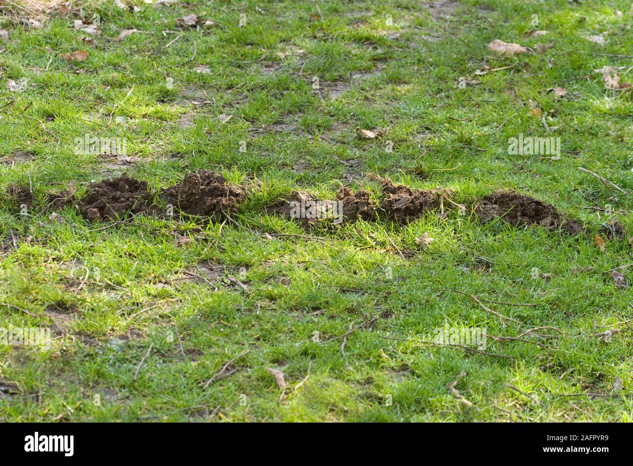 Taupe Talpa europaea tunnel de surface dans les progrès réalisés dans un sentier public, juste après une douche de pluie. UK Banque D'Images