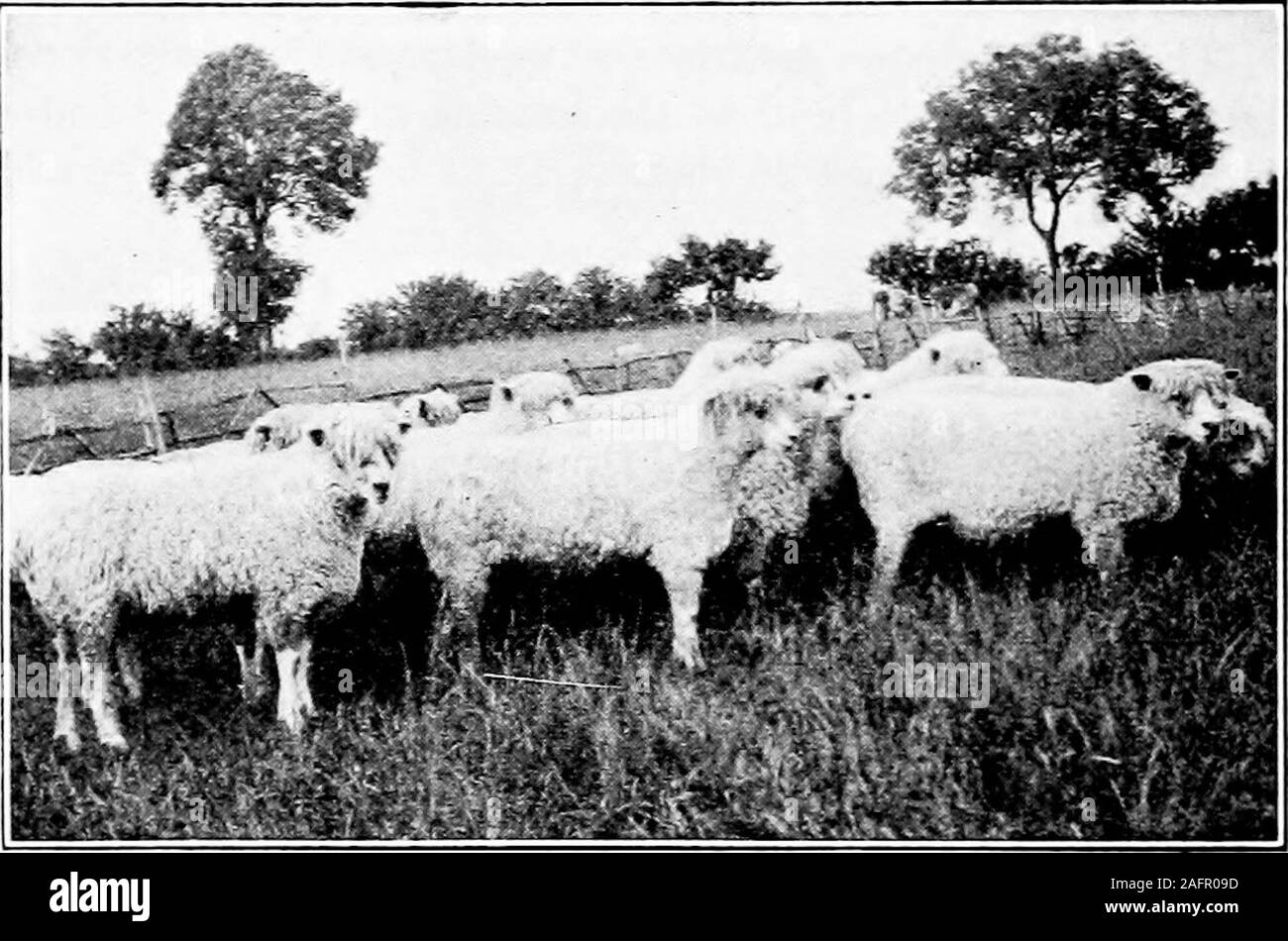 . L'agriculture de l'Ouest. de petits troupeaux sur les fermes. Soins de santé et l'alimentation. Dans des conditions favorables et withgood, gestion des moutons peuvent se révéler l'un des plus lucratif en mesure de garder les animaux sur la ferme ordinaire. Leur careinvolves comparativement peu de travail, surtout pendant les mois d'automne et d'été thebusy. Peu de bâtiments et littleequipment sont nécessaires pour démarrer et le coût de l'maintaininga flock est plus petit que pour la plupart des classes de cours. Un ewesfleece est censé payer sur le coût de son année, laissant de nouveau envahis garder tout ce qu'elle produit chez les agneaux et herown carcasses comme profit. Le fumier de mouton est t Banque D'Images