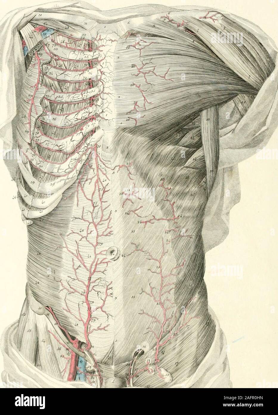 . Plaques des artères du corps humain. e artère lombaire de chaque côté. 31, 31. Arterv sacré moyen. 32, 32. Cinquième artère lombaire de chaque côté. 33, 33. Branches sacré. 34, 34, 34, 34. Artères iliaques primitives. 35, 35. Artères iliaques internes. 36, 36, 36, 36, 36, 36. Artères utérines. 37, .37, .37, 37, 37, 37. Branches tortueuses rendez- ment à la face postérieure de l'utérus. 38, 38. Artères ombilicales. 39, 39. Artères sacrées latérales. 40, 40. Artères glutéales.41,41. Les artères de l'obturateur. 42, 42. Pudic interne des artères. 43, 43. Artères ischiatiques. 44, 44, 44, 44. Les artères iliaques externes. 45, 45, Banque D'Images