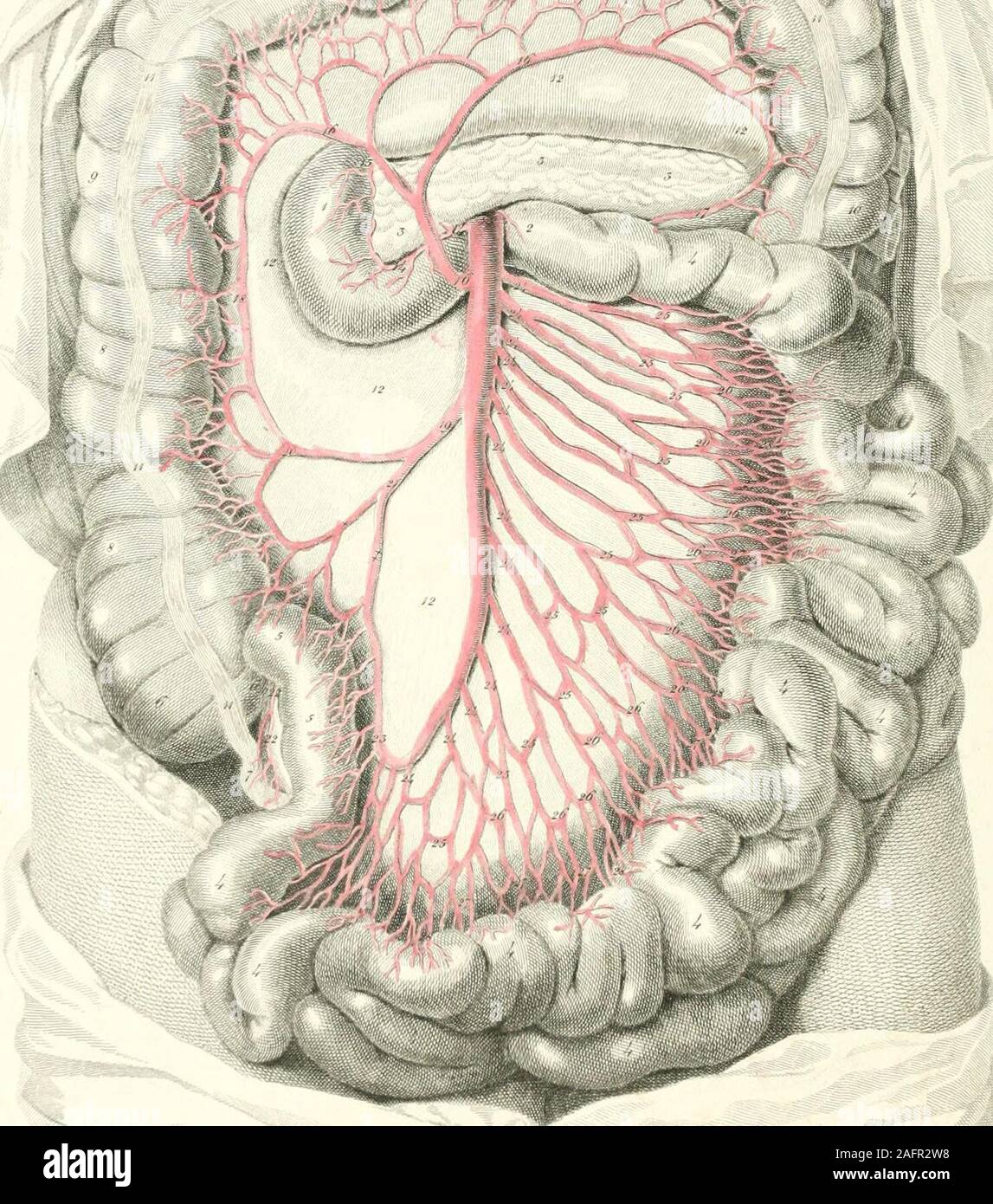 . Plaques des artères du corps humain. ^MtteMi jfu/p ! XXIII LA PLAQUE. Montre l'artère mésentérique supérieure. 1,1. Le duodénum. 2. Début du jéjunum. 3, 3. Le pancréas. 4i 4, 4, 4, 4, 4, 4, 4, 4, 4. Le petit intestin. 5, 5. La résiliation de l'ilium en 6, 6. Le ccecum. 7, appendice vermiforme. 8, 8. Côlon ascendant. 9, 9, 9, 9. Côlon transverse. 10, colon descendant. 11, 11, 11, 11, 11. Faisceau antérieur de membrures longitudinales- nal des fibres. 12, 12, 12, 12, 12. Lamina postérieur de la péri- toneum. 13, l'artère mésentérique supérieure. 14, 14. Moins pancreatico-duodénale artère. 15 pancreatico-duode supérieure, Banque D'Images