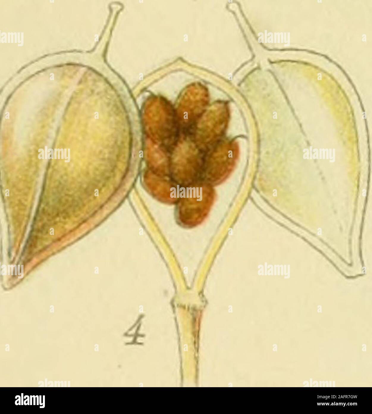 . Photo par nordens flora. TAKKEKLAP, Bunias orientalis. &Gt ;&gt ; eORTZEv.LS ?-^ S S^^^ ? x 203 ML I. Banque D'Images