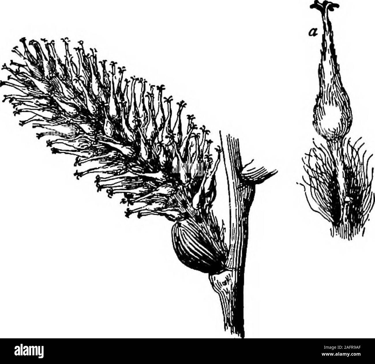 . Les cours avec les plantes. Suggestions pour voir et d'interpréter certaines des formes communes de végétation. actionupon formant la graine est connu comme engrais ; et le transfert du pollen à la stigmatisation (si 136 ZHSSOIVS PLANTES WITS par le vent, les insectes, ou par l'homme) est la pollinisation.Il y a un certain temps quand le stigmate est recep-tive, ou prêt à recevoir le pollen, et cette condi-tion vient lorsquele pistil est : le stigmathen adultes devient vis-cid, ou collant, ormuch,rugueuses comme s'thepollen à tenir. Nous nowsee que le sta-mens chute becausethey ont formé à leur bureau;et le pistil par Banque D'Images