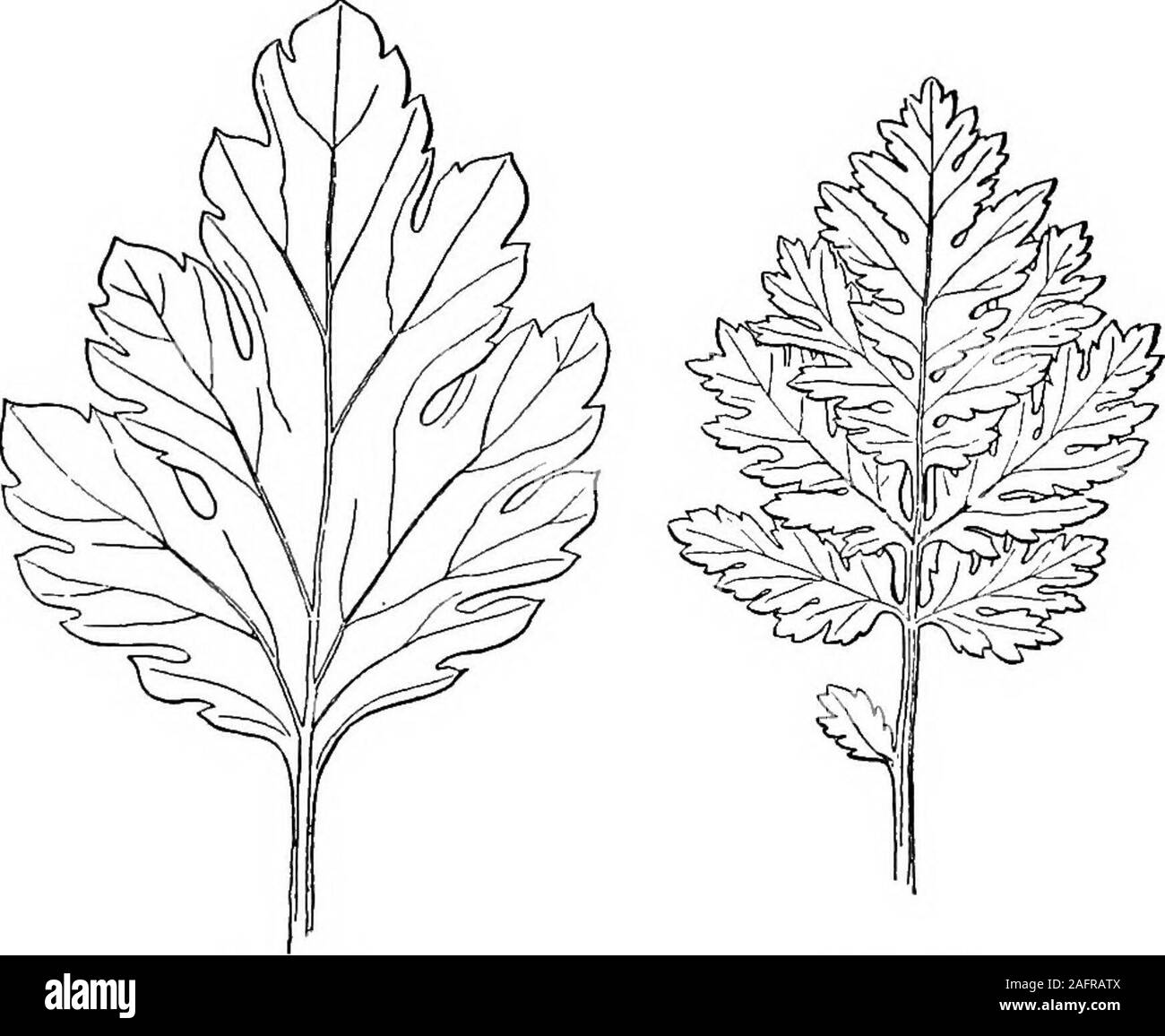 . Les cours avec les plantes. Suggestions pour voir et d'interpréter certaines des formes courantes de la végétation. Cochon. 12C.Le feuillage des arbres debout ou français. tomate plantes sont indiquées à la fig. 127-130. Fig. 127 communes de l'est le chrysanthème des fleuristes (fromJapan). La feuille est fortement lobées. Fig. Isa 128 plantes étroitement apparentées, la grande camomille d'anciens jardins EN VAMIATION LEA 129 VMS (de l'Europe). Ici le même type d'divisionhas précédée d'autres, de sorte que la feuille est divisé;et les divisions sont coupés et lobées. Fig. Isa 129 feuilles de la marguerite ou Paris de Daisy (thegreenhouses depuis les Canaries). Ici e Banque D'Images