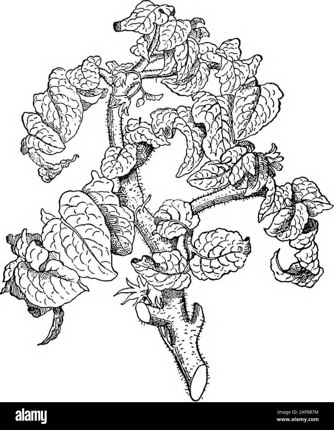 . Les cours avec les plantes. Suggestions pour voir et d'interpréter certaines des formes courantes de la végétation. Fig. 125.Le feuillage des tomates Mikado. 128 ZJSSSOlfS avec plantes de feuilles ne sont pas nécessairement fixés ou invariable.(Voir Obs. Mi.) 138. Les feuilles de chrysanthème divers-comme. Cochon. 12C.Le feuillage des arbres debout ou français. tomate plantes sont indiquées à la fig. 127-130. Fig. 127 communes de l'est le chrysanthème des fleuristes (fromJapan). La feuille est fortement lobées. Fig. Isa 128 plantes étroitement apparentées, la grande camomille d'anciens jardins EN VAMIATION LEA 129 VMS (de l'Europe). Ici le même type d'divisionhas précéder Banque D'Images