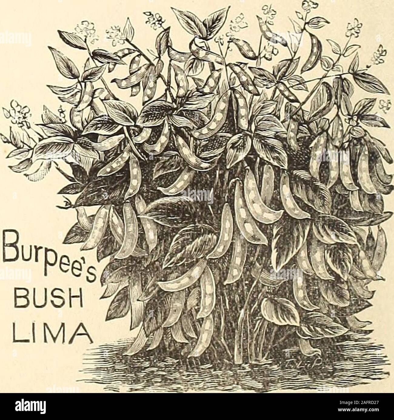 . De manuel tout pour le jardin : 1894.  % Pinte, 40c., 75c. pinte pinte, $5.00 Peck. Dveevs liima Bash. Dreers Pôle Amélioration de Lima, ou, comme on l'appelle parfois, la pomme de terre de Lima, a été cultivée pendant des années, la croissance des haricots dans les gousses, et d'être verythick, doux et succulent, et généralement considéré comme de qualité plus fine que l'LargePole Lima. Cette forme de bush est entièrement fixée dans son personnage, passant de l'un et demi à deux pieds de hauteur et d'une habitude. Cette variété, de feuillage, itsabundant réussit toujours mieux dans un endroit sec que dans une saison humide, et wewould conseiller, si Banque D'Images