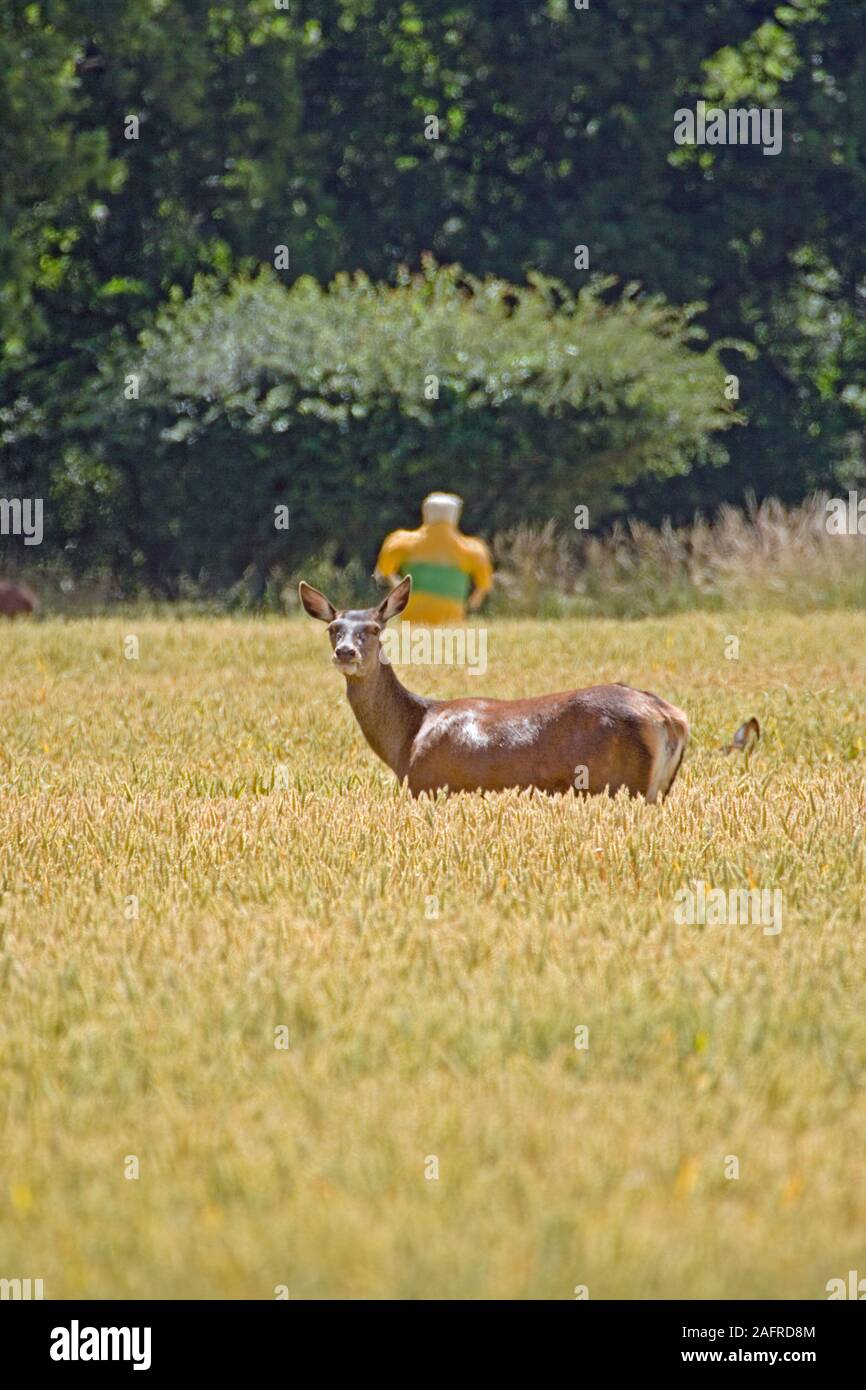 RED DEER, partiellement cachés, veau en champ de blé. (Cervus elaphus). En face de l'horloge, périodiques, contrôlée, en forme d'homme en plastique gonflage SCARER. Banque D'Images