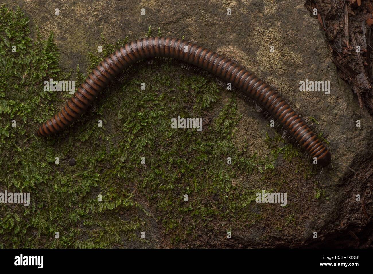 Paeromopus angusticeps, un mille-pattes de la forêts de séquoia de Californie. Banque D'Images