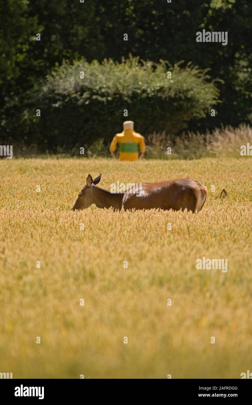 RED DEER Hind, partiellement cachés, veau en champ de blé. (Cervus elaphus). En face d'une horloge temps réel, périodiques, contrôlé en forme de l'homme, gonflage scarer. Banque D'Images