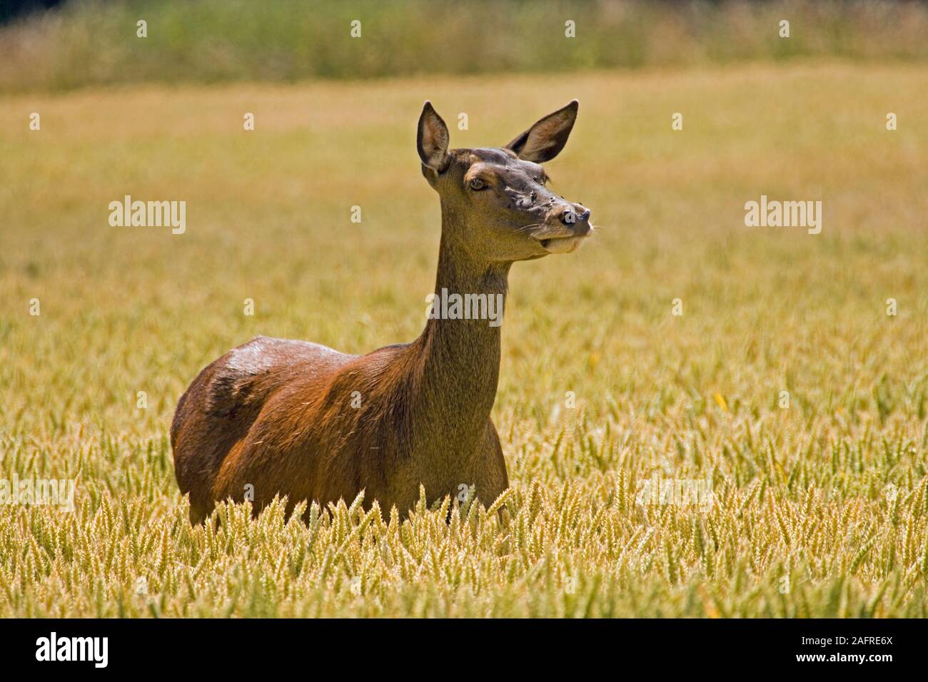 RED DEER (Cervus elaphus). Hind, visage couvert de mouches, sens près de présence du photographe. Champ de céréales de blé de maturation. Ingham, Norfolk. Juillet Banque D'Images