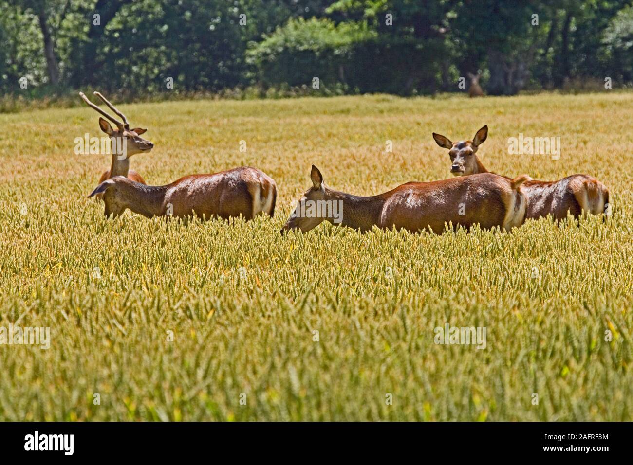 RED DEER (Cervus elaphus). Trois hinds ou femmes, et un cerf immature, homme, à gauche, au milieu d'une récolte sur pied de la maturation du blé. La MI JOURNÉE. Banque D'Images