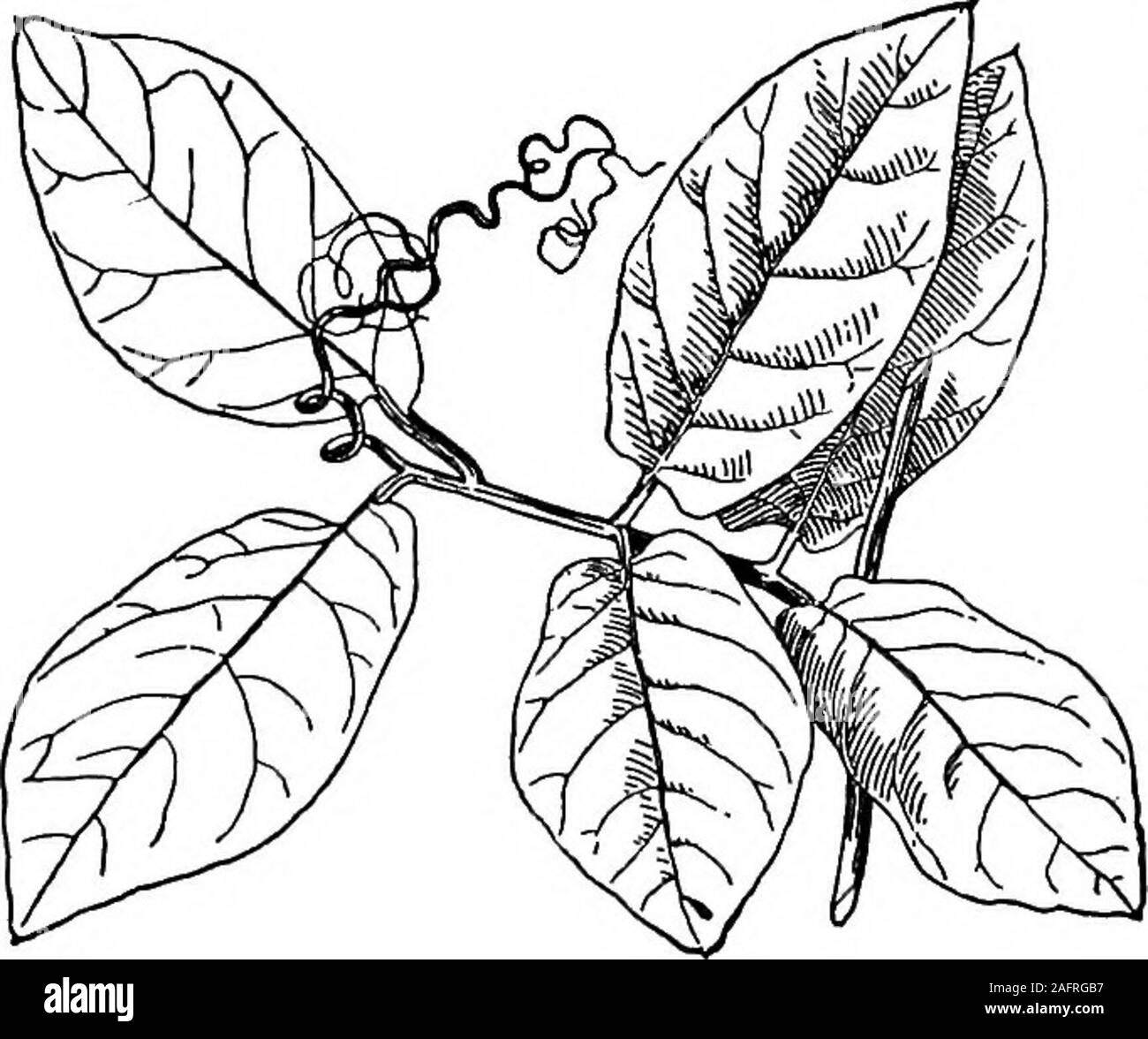 . Les cours avec les plantes. Suggestions pour voir et d'interpréter certaines des formes courantes de la végétation. La FIA. 93.feuilles de pois. le pois.) Combien de paires de folioles hasit ? À la base sont deux très grandes et leafystipules ; puis suit une paire de folioles, Et-ce que sont devenus les autres dépliants ? 107. Le cobea est une plante grimpante de gardensand conservatoires. Sa feuille s'achève normalement en atendril (Fig. 94). Il y a trois paires de feuilles-lets. Fig. 95 est une feuille qui est réduit à un LSSSONS 98 esprits des plantes. Cochon. 94.Normal feuille de cobea. seule paire de lames, mais permet d'leafletis chaque curieux Banque D'Images