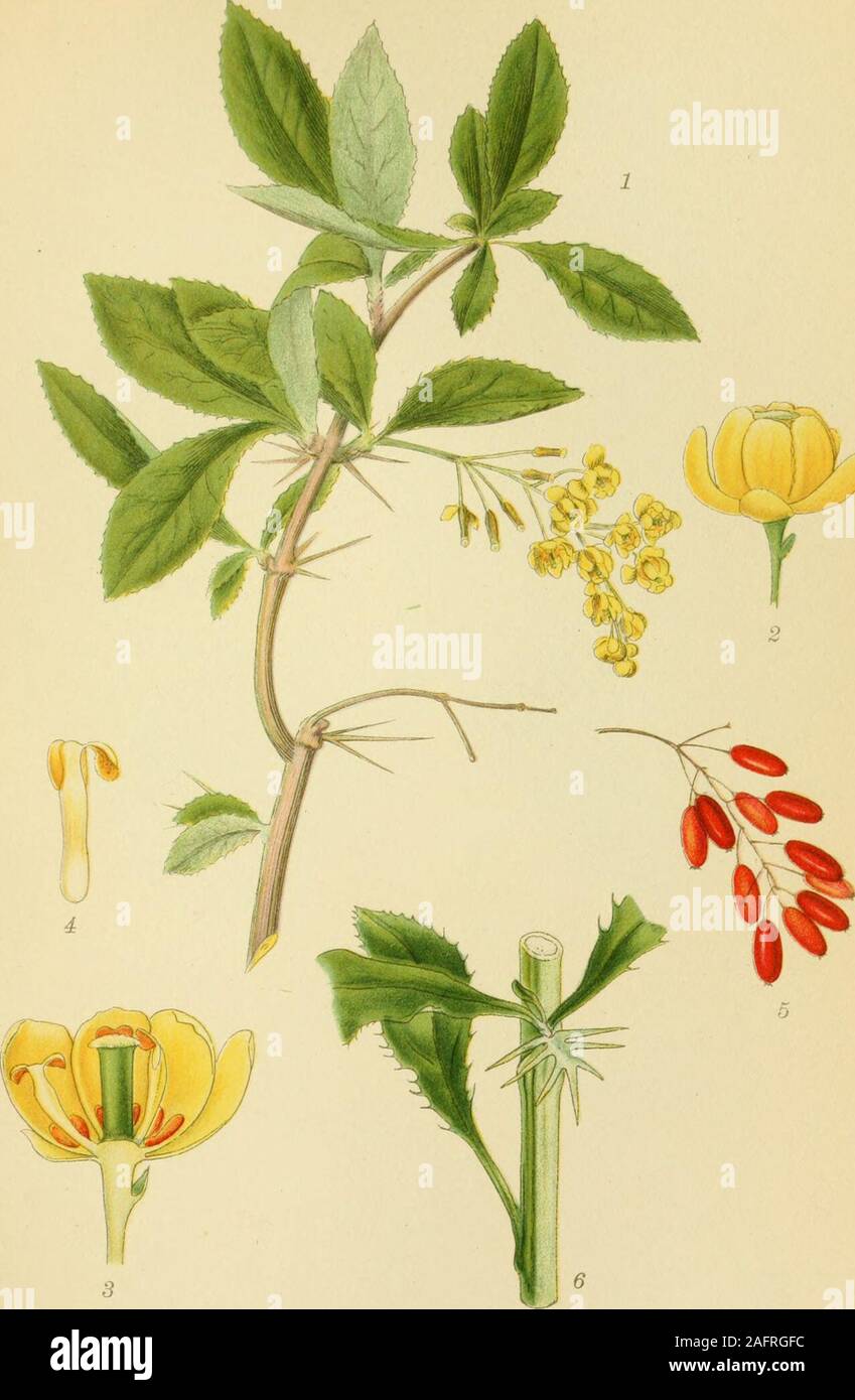 . Photo par nordens flora. DRUEMUNKE, Actaea spicata l.. BERBERIS, Berberis vulgaris. 181 Banque D'Images
