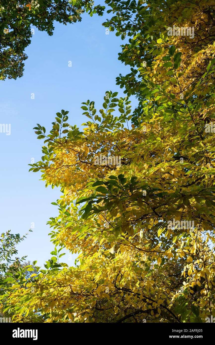 Magnolia x loebneri 'Merrill'. Magnolia 'Merrill' le feuillage des arbres en automne. UK Banque D'Images