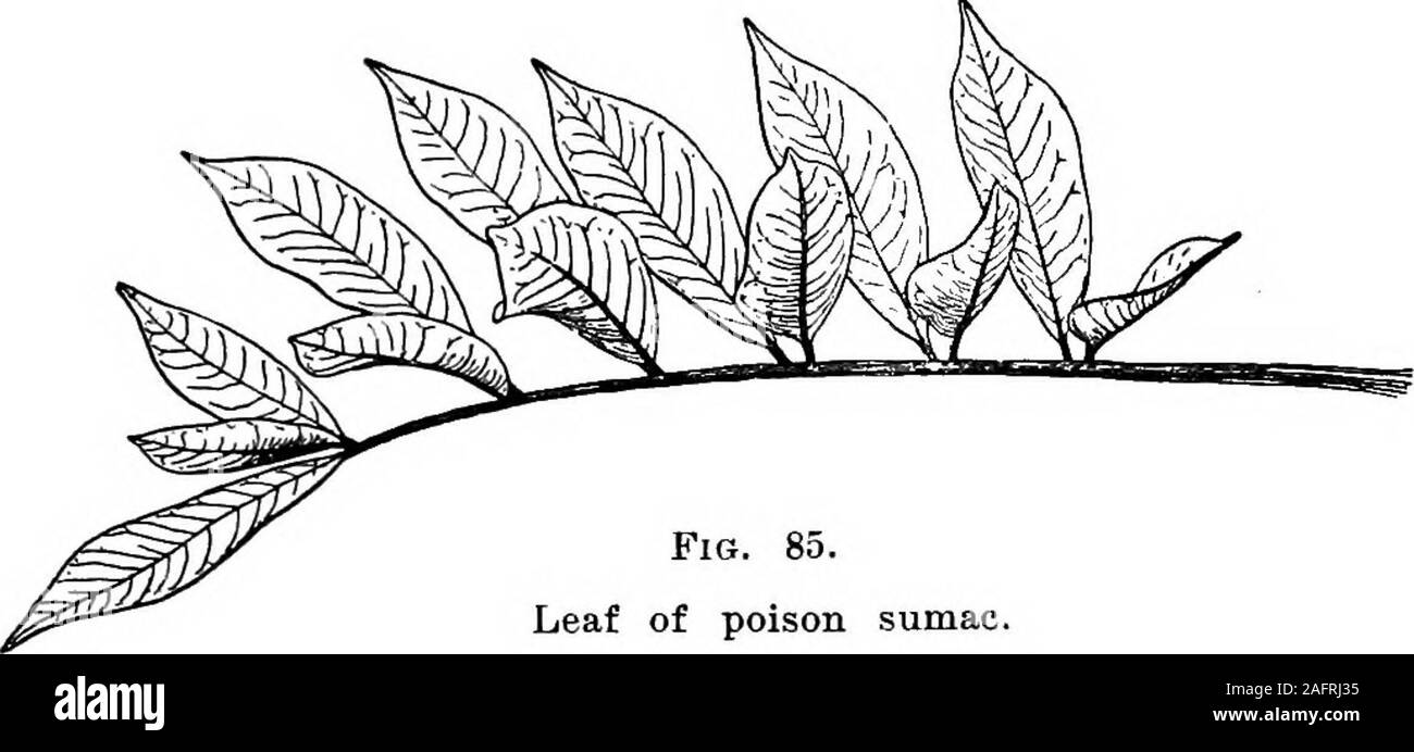 . Les cours avec les plantes. Suggestions pour voir et d'interpréter certaines des formes courantes de la végétation. Fig. 84.Feuille de poison ivy. La feuille composée 89. Fig. 85.de feuilles du sumac. 96. La feuille de vigne a cinq dépliants,ou est en pièces (quinate fives). L'herbe à puce et de Dewberry, threeleaflets ont ou sont ternate (partin threes). La jeffersonia(Fig. 86) a deux dépliants,ou est binate. C'est jef-fersonia essentiellement des feuilles pal-mate, ou essentiellement pennées ? 97. Une feuille de l'sqviirrel-maïs (ou dicentra) est indiqué,Fig. 87. Il s'agit d'evidentlyternate buteach et palmées ; partie est de nouveau di Banque D'Images