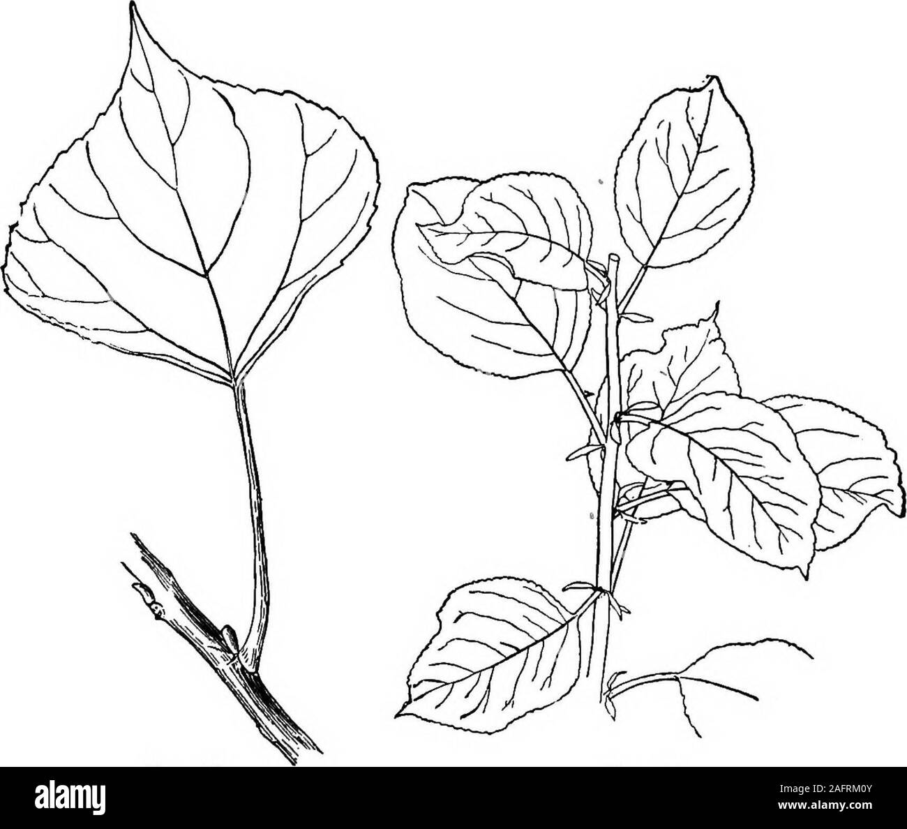 . Les cours avec les plantes. Suggestions pour voir et d'interpréter certaines des formes courantes de la végétation. Dewberry. WMAT EST UN LEAFf 79 m la-ronce bleue, à l'aisselle de chacune des parties, ou dans lestrois vis l'aisselle de la tige, afAgain feuilles sont supportées à des noeuds ; et l. Cochon. 72.Feuille de peuplier. Cochon. 73.Spray de jeunes feuilles de pommier. axe des végétaux sur lesquels ils sont supportées soit ex-tend au-delà d'eux ou donne la preuve qu'elle maydo ainsi. 83. Ce qu'est la feuille de la Fig. 72 (le ZHSSONS PLANTES WITS Banque D'Images