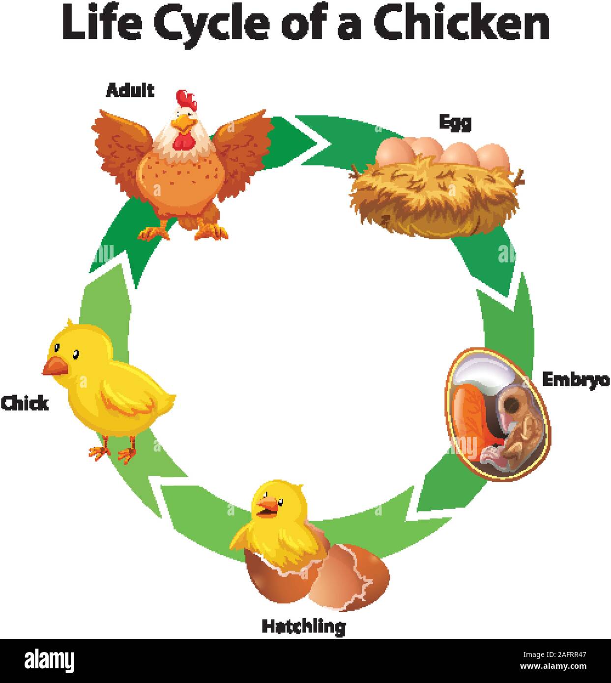 Schéma de l'illustration du cycle de vie de poulet Image Vectorielle ...