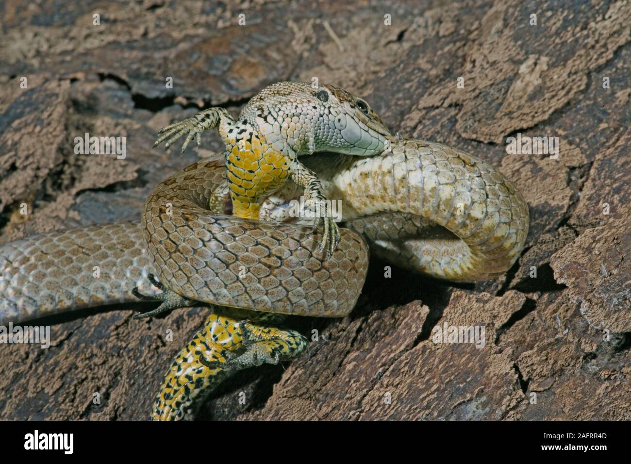 Couleuvre lisse (Coronella austriaca), asphyxiantes lizard Zootoca vivipara (proies). Constricteur Semi. Le nord de l'Espagne. Banque D'Images
