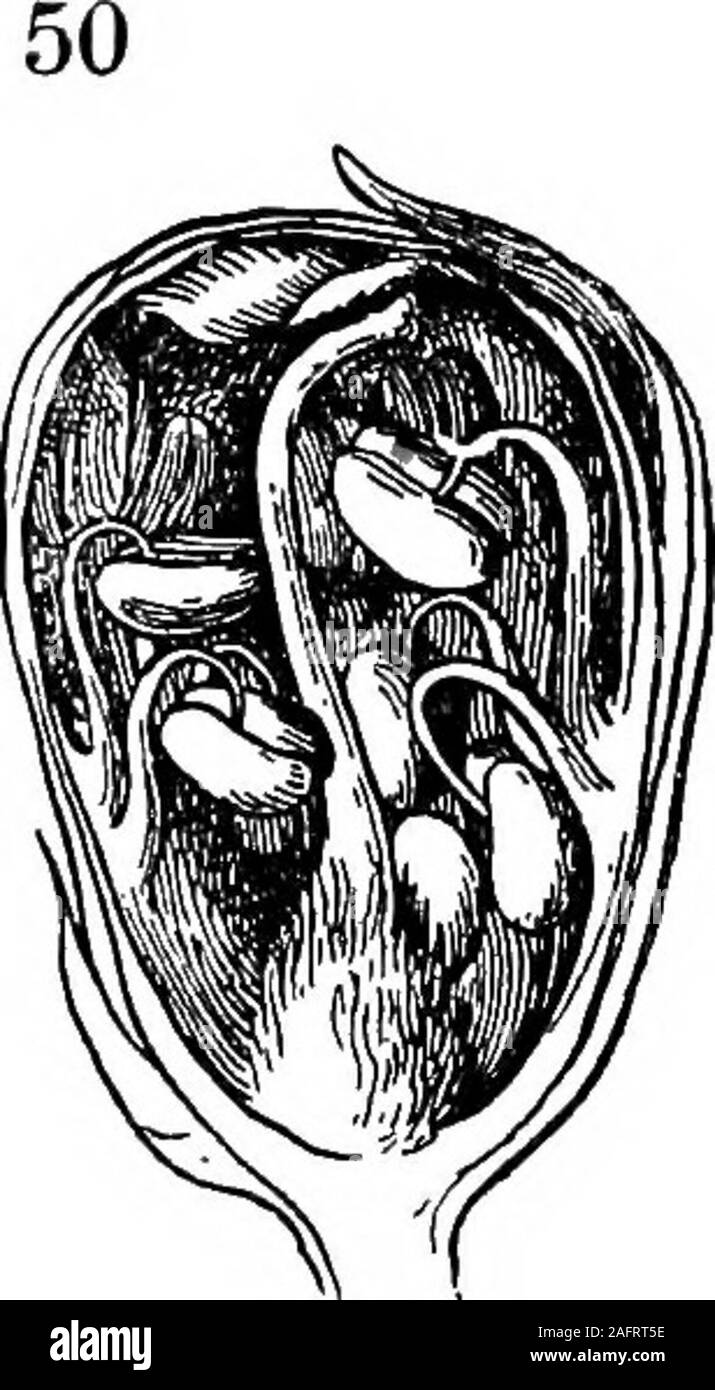 . Les cours avec les plantes. Suggestions pour voir et d'interpréter certaines des formes courantes de la végétation. Fig. 46. Lutte pour l'existence entre les appleflowers. Cochon. 47 Direction générale de la fructification. ofapricot ou simple fruit-boutons (comme celles de l'abricot) andpeach, et les mélanges de fruits-boutons (comme dans l'apple,poire et cerise) 50. Si nous devions examiner un fruit-bud de theapricot (ou pêche) de même qu'il commence à enfler inspring, nous pourrions facilement voir la fleur à l'intérieur. Si bud ont été coupés en longueur avec un couteau tranchant. La FIA. 48. Bourgeons à fruits abricot ot en section longitudinale. LUSSOJVS AVEC DES PLANTES et la section ont été ma Banque D'Images