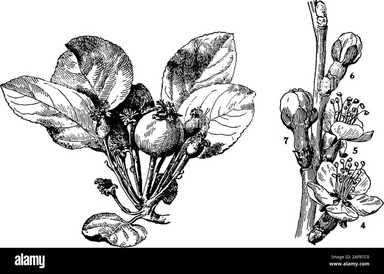 . Les cours avec les plantes. Suggestions pour voir et d'interpréter certaines des formes courantes de la végétation. indelibleink avec eux. S'il visite la brindille de jour en jour et se exactmeasurements, il va faire une découverte intéressante. X. L'OUVERTURE DES BOURGEONS, suite 48. Nous savons que les pommes sont généralement encore bornesingly, et les fleurs (comme on le voit dans la Fig. 45)sont en grappes. Deux ou trois semaines après le flux-ers ont disparu, nous examinons les jeunes pommes, et ^nous voir quelque chose comme Fig. 46. Un haspersisted apple et tous les autres ont péri. Il y a, ensuite, lutte pour l'existence même chez les fl Banque D'Images