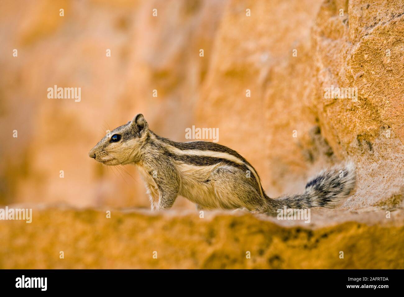 Cinq-striped ou le nord de l'ÉCUREUIL (Funambulus pennanti). Sur un mur de pierre de sable rouge, Jaisalmer, Rajasthan, Inde. Banque D'Images