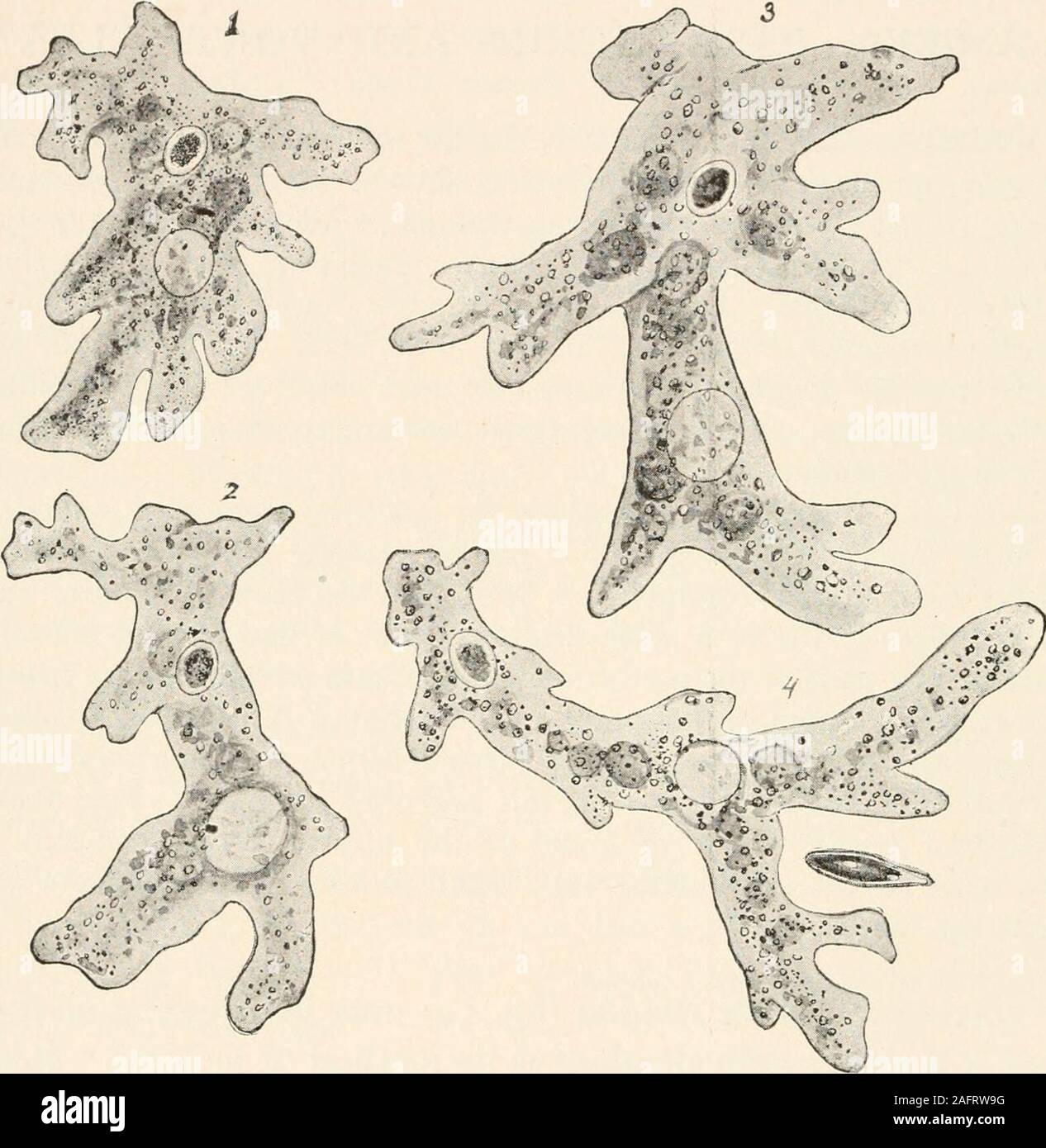 . Les animans et l'homme ; un manuel élémentaire de zoologie et de physiologie humaine. Ne weeksabundant Amcebce à quatre se trouvent sur la surface du sable et l'écume dans sur les côtés de la baignoire ; petite Amcebce andlater paraît au premier abord, les grands. Ayant trouvé une amibe (fig. 12) remarque sa forme irrégulière, et s'il se déplace observer activement sa méthode de déplacement. C'Howis accompli ? Le visco, jelly-comme substancewhich compose le corps entier d'une amibe est calledprotoplasm. Le peu de processus qui ressortent dans variousdirections sont les faux pieds (pseudo) podia. Notez que les po Banque D'Images