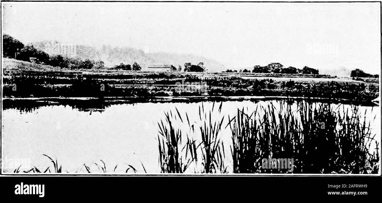 . L'agriculture de l'Ouest. générées par nos plantes cultivées, qui exigent un climat favorisant pas trop de transpi-ration et dans laquelle la température n'est pas inhabituellement élevé. Les conditions favorisant les formations sont les hydrophytes en face de ceux qui sont énumérés sous conditions xérophytiques.Les sols sont abondamment alimenté en eau-at timesthe plantes sont même submergé. Les sols ne sont ni toocold ni trop salé, ce qui permet aux racines d'absorber sans muchdifficulty toute l'eau et la nourriture nécessaire. Effets sur la forme de la plante. Plantes connues asxerophytes s'adapter aux conditions xérophytiques j Banque D'Images