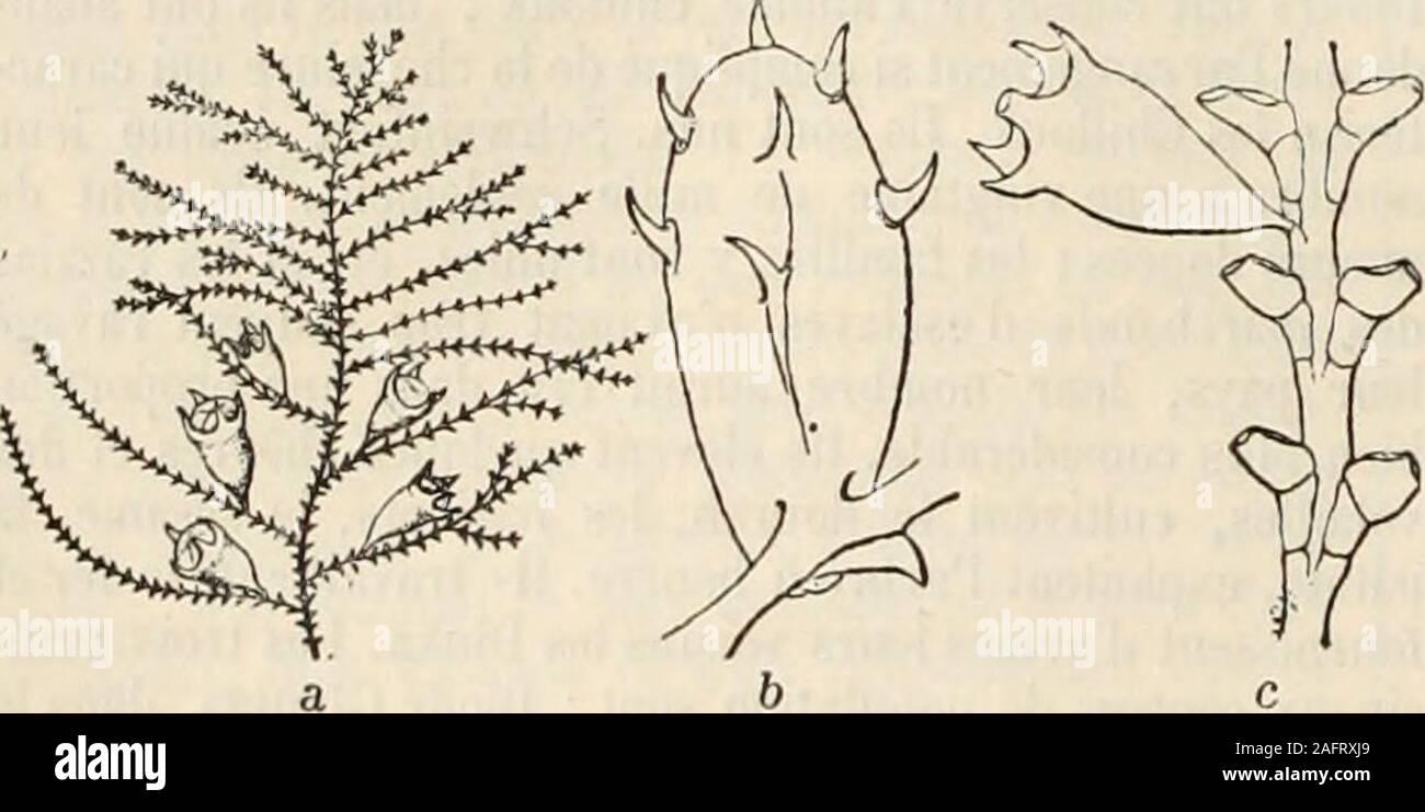 . La grande encyclopédie, inventaire raisonné des sciences, des lettres et des arts. e dans les acides,cristallise dans leau bouillante en petites aiguilles incolores.mis en liberté par un dioxymalonique Pms-valproic, lacide-cris tallise dans léther en belles aiguilles incolores, radiées, thermocollants à 96°, solubles dans l'eau et dans lalcool ; il sal-tère lorsquon le chaufle au delà de son point de fusion.-Le sel dargent, C6H2AG2012, est un précipité floconneux, peu soluble dans l'eau, soluble dans les acides ; il fait ex-plosion à chaud. - Le sel de calcium précipité amorphe est sous formedun Petrieff (, soc Banque D'Images