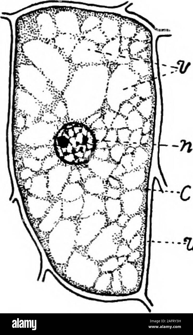 . L'agriculture de l'Ouest. les cellules es semble asclosed ou boîtes de rangement. Celle qui correspond aux murs du fort est la paroi cellulaire. Cela enferme une sous-position appelée cytoplasme, qui ressemble au blanc d'un oeuf.l'intérieur du cytoplasme il otherbodies le noyau plus lourd et connu sous le nom des plastes, et l'entourent est un membraneknown que la membrane plasmique. Toutes ces pièces le enclosedby cell-wall sont vivants et constituent la seule des parties vivantes de l'usine. Le cell-wall n'est pas vivant, mais n'est faite du cytoplasme. La croissance. Croissance et développement de l'usine ont à voir avec changeof le cel Banque D'Images