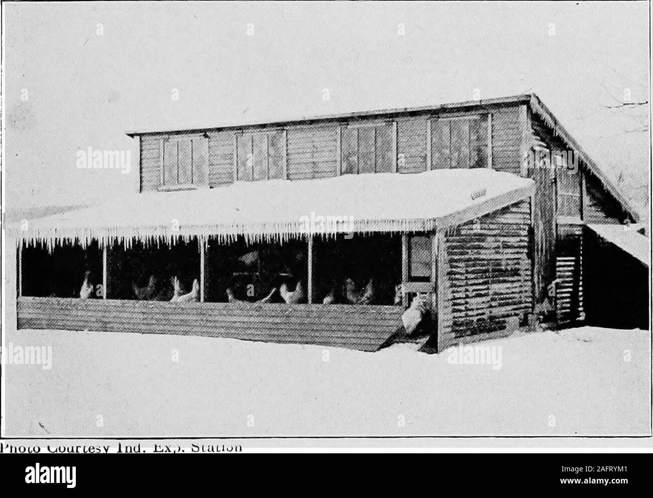 La volaille pour la ferme et la maison. Seulement 10 pieds de 