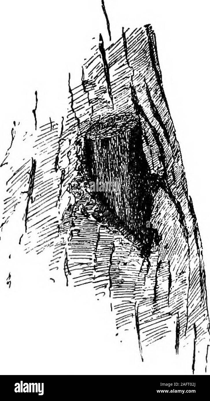 . Les cours avec les plantes. Suggestions pour voir et d'interpréter certaines des formes courantes de la végétation. Fig. 20.noeud dans un journal de la pruche. Fig. 21.Une mauvaise coupe d'un membre. pour atteindre la fin de la blessure. Le membre waseaten loin de pourriture, et sont devenus plus petits andsmaller dans diamètre, laissant une aboutits anneau de base. Enfin, il s'interrompit, et un nœud-holewas gauche. Un tel trou-nœud est vu à la Fig. 19.Fabrication de trous sur le corps des arbres, puis, thecavities sont laissés par les branches mortes et en décomposition. Noeuds NOEUDS ET TROUS DE 2322. Un journal de la pruche, coupée en deux sur la longueur, est drawnin Fig. 20. Un nœud s'étend jusqu'à la cent Banque D'Images