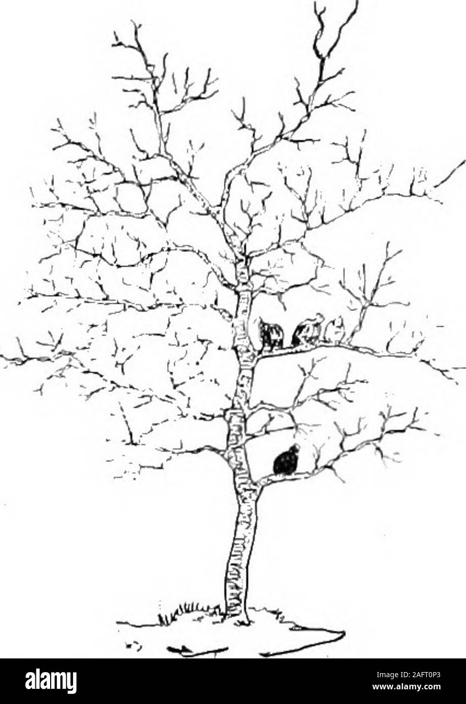 . La volaille pour la ferme et la maison. L'intérieur n'est pas plus accueillant que l'extérieur. 9. Le LERFI bul pas worstpoultry la Chambre ait jamais prise. Faire le POULAILLER UNE BONNE POULE ACCUEIL poules se percher dans les arbres utilisent toute leur nourriture et énergie juste tolicep au chaud. Il est stock vigoureux mais il entraîne peu d'œufs. L'essai final de l'poulailler oeuf est le rendement. Le poulailler doit être:propre. Peu importe la volaille maison expensiveyour est, il n'est pas une realhen accueil à moins qu'il est resté propre.Les maladies et la vermine prospérer dans la crasse. Le plan de maison afin qu'il s'beeasy à nettoyer. Mettre dans un bon étage,ont une boaid, hi Banque D'Images