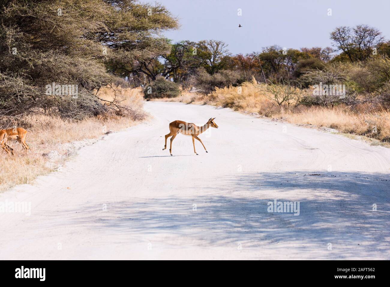 Femelle Impala traversant la route de terre, réserve de gibier de Moremi, delta d'Okavango, Botswana, Afrique du Sud, Afrique Banque D'Images