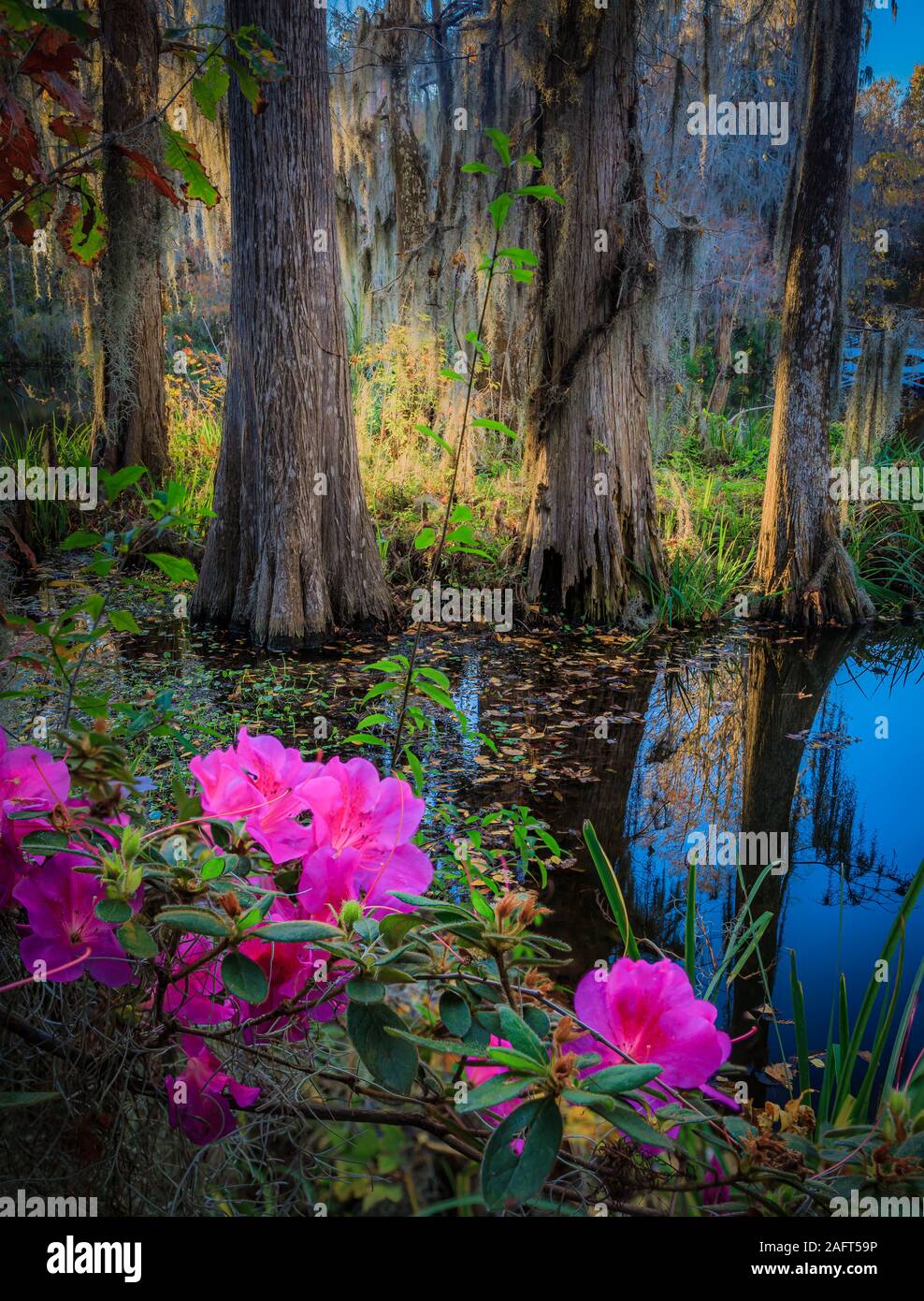 Magnolia Plantation and Gardens est une maison historique avec jardin situé sur l'ouest de la rivière Ashley Ashley, comté de Charleston, Caroline du Sud. C'est Banque D'Images