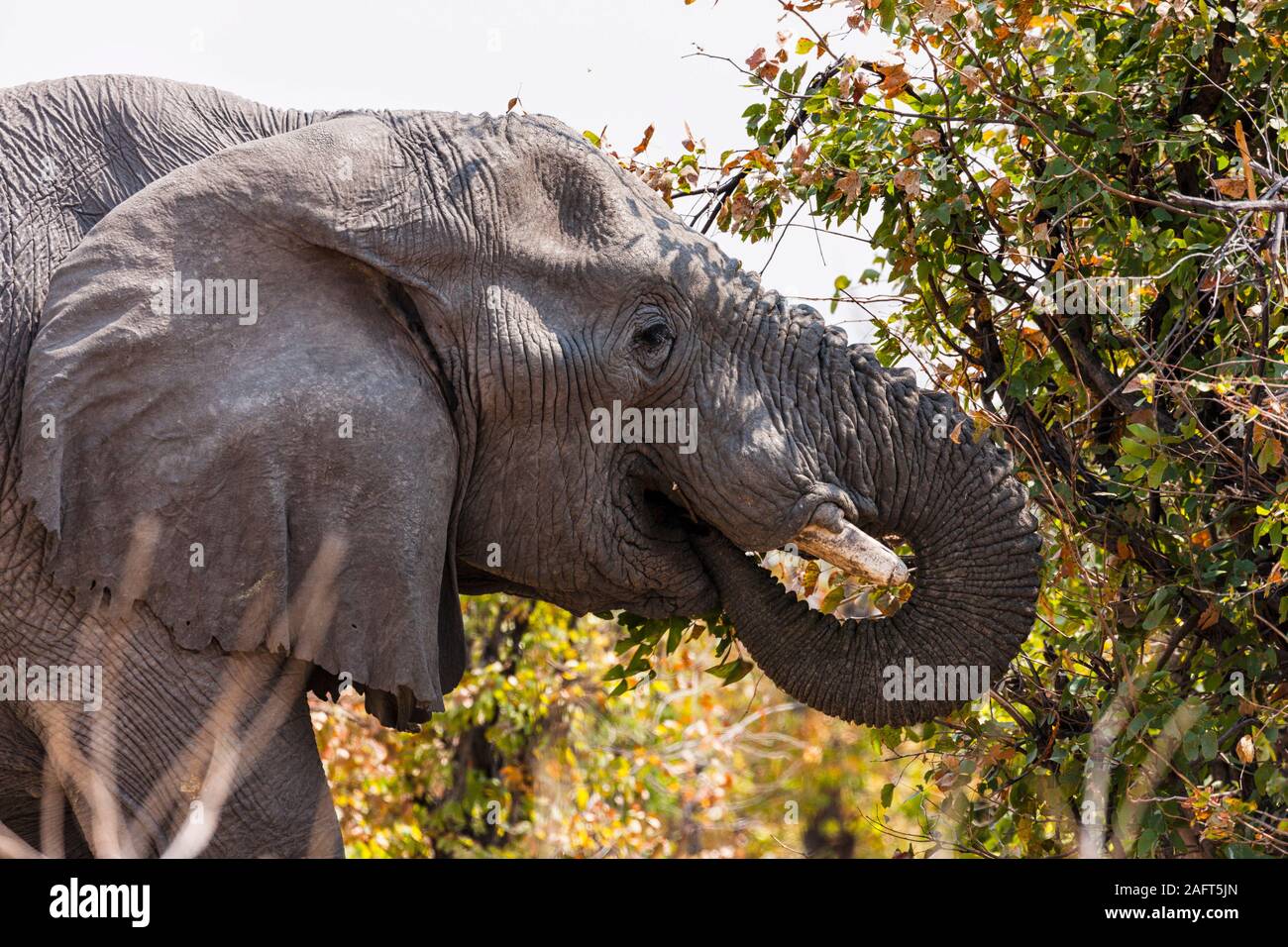 Éléphant mangeant des feuilles dans les buissons, réserve de gibier de Moremi, delta d'Okavango, Botswana, Afrique australe, Afrique Banque D'Images