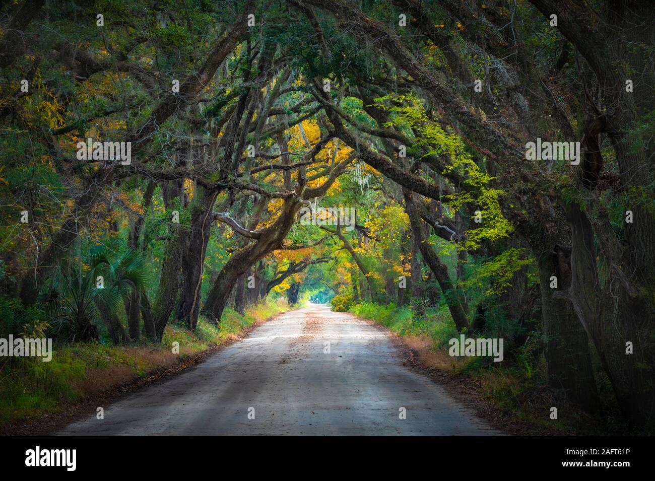 Edisto Island est l'une des Sea Islands de Caroline du Sud, dont la plus grande partie se trouve dans le comté de Charleston, avec sa pointe sud dans le comté de Colleton. Banque D'Images