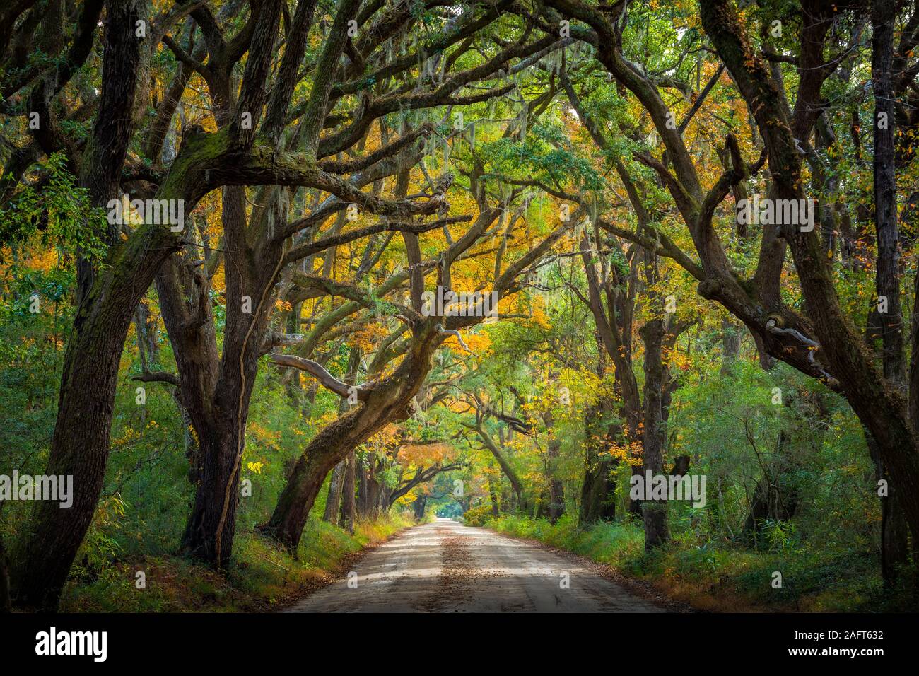 Edisto Island est l'une des Sea Islands de Caroline du Sud, dont la plus grande partie se trouve dans le comté de Charleston, avec sa pointe sud dans le comté de Colleton. Banque D'Images