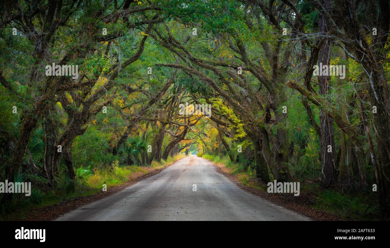 Edisto Island est l'une des Sea Islands de Caroline du Sud, dont la plus grande partie se trouve dans le comté de Charleston, avec sa pointe sud dans le comté de Colleton. Banque D'Images