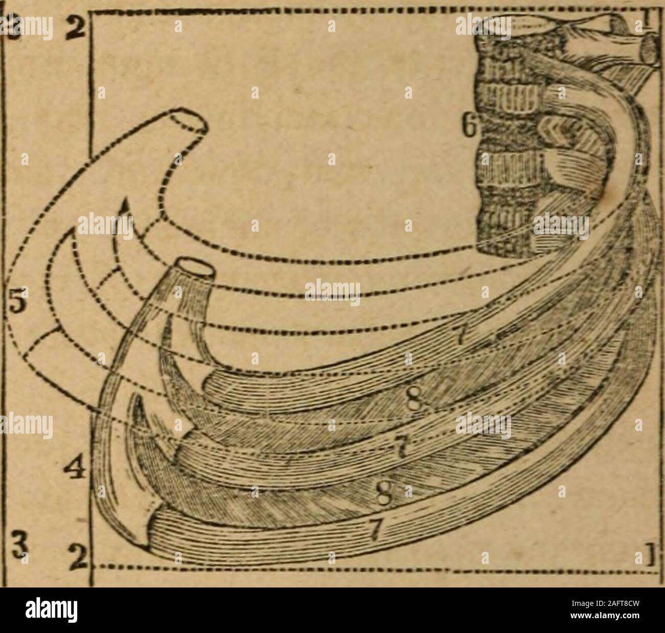 . Un traité sur l'anatomie, la physiologie et l'hygiène : conçu pour les établissements, les académies et les familles. e côtes. En 475-494. Donner le j'ai^siolof^^/y des organes respiratoires. 475. Ce isrespiration ? Quel est l'objet principal de la respiration ? 476. Comment sont les atomes de matière inutile véhiculée dans les veines de la circu-lation systémique ? Comment peuvent les principales substances élémentaires être froiathe séparés bois ? 477. Comment peut une inspiration ordinaire s'accomplir ? 19218 L'anatomie, la physiologie, et de l'hygiène. plein d'inspiration, le diaphragme n'est pas seulement plus depressedbut les côtes sont évidemment élevés. Pour pro Banque D'Images