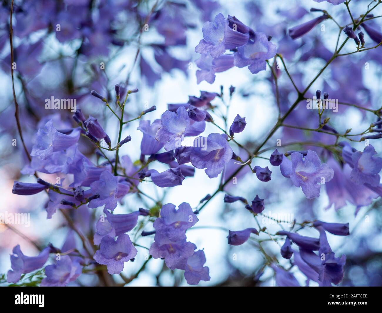 Les belles fleurs mauve jacaranda à Adelaide (Australie) le 27 novembre 2019 Banque D'Images