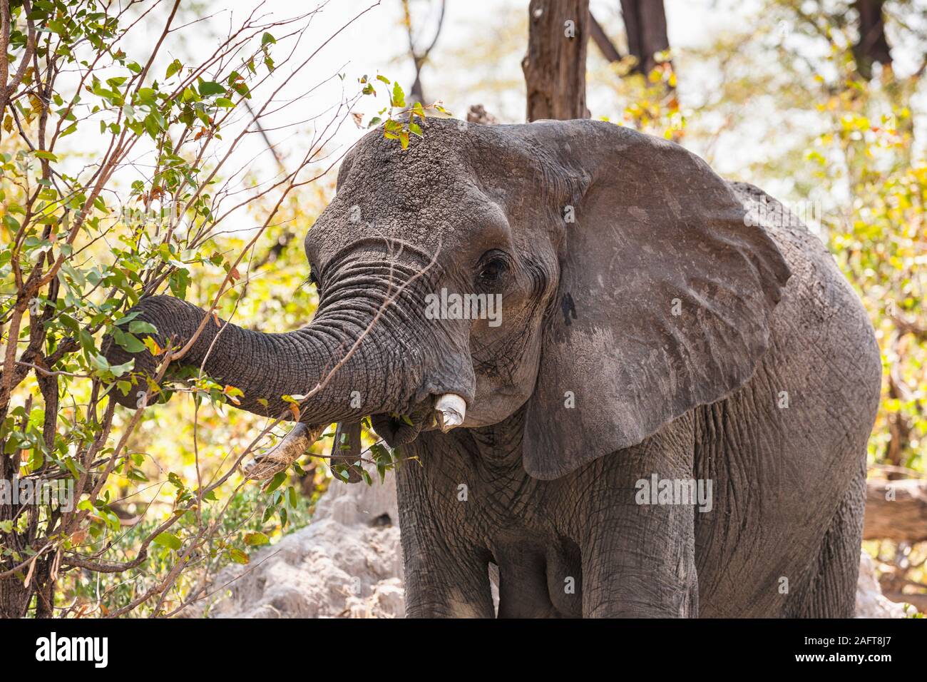 Éléphant mangeant des feuilles dans le Bush, réserve de gibier de Moremi, delta d'Okavango, Botswana, Afrique australe, Afrique Banque D'Images