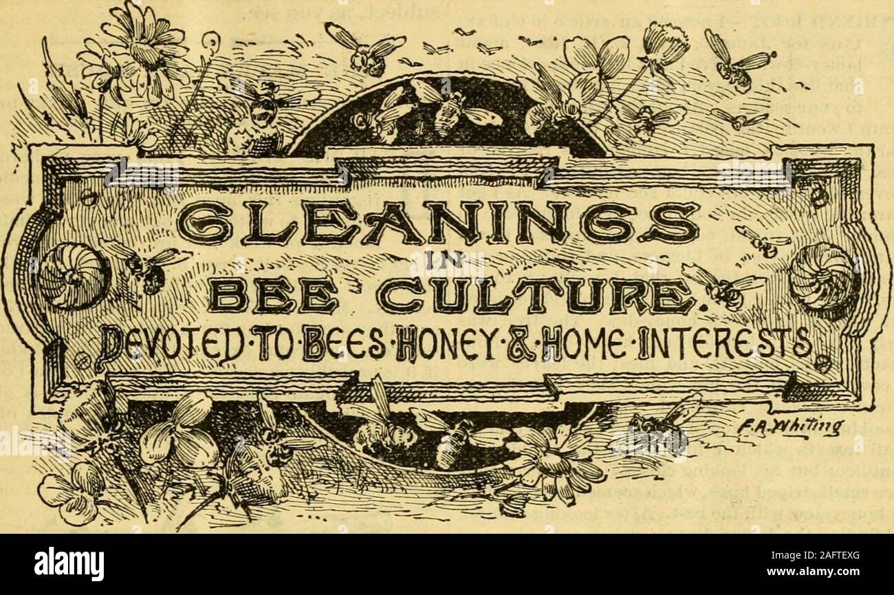 . La culture de l'abeille. chantiers vo laille West Monterey, Clarion Co., Pa. illustré de fines circulaire Poultrv,pur-sang les abeilles, etc., envoyés gratuitement. Les œufs, 1,50 $ par 13 : *2..50 par 26.9-13d J. T. Fletcher. FOSIJlOiX AVANTEM Ji.V une youn^- mm avec une certaine expérience, dans shopand rucher. WM. ^ViTHROAV, 13. Vallée de peinture, Iloliiie"&gt ; Co., O. Il est maintenant temps d'Italianize, et pourquoi ne pas acheter vos femelles directfrom la source ? 25cts. sa de est25cts.. Si j-ouwish d'acheter l'italien (jueens non testés, élevés infull colonies de luotliers importés, le prix sera seulement 75 cts. par reine, ou $4.25 pour 6, Banque D'Images