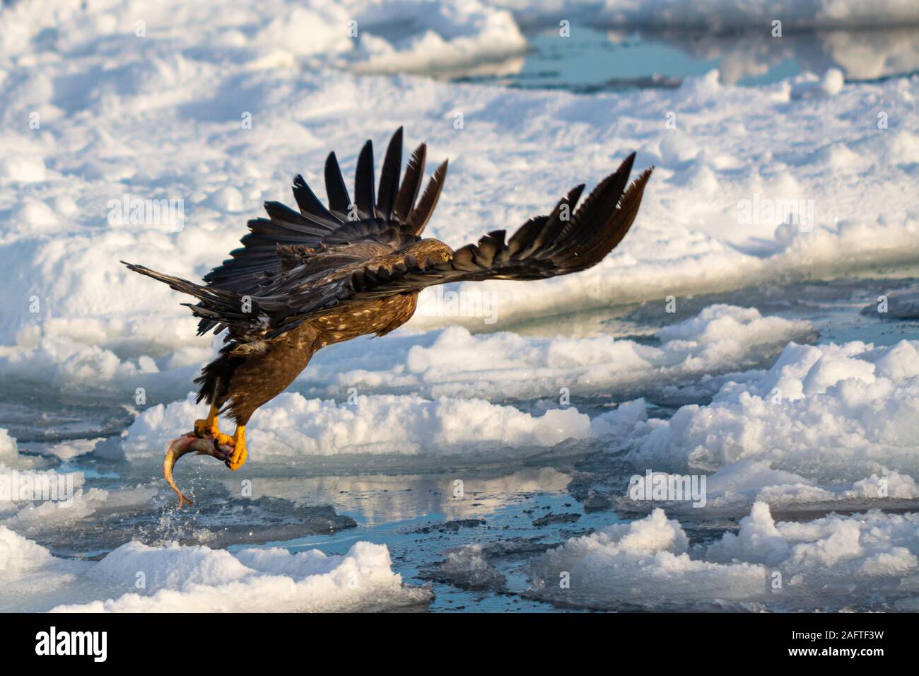 Les Aigles de mer à Rausu Hokkaido au Japon Banque D'Images