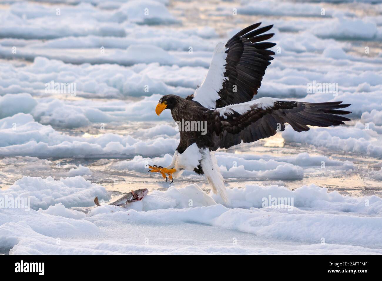 Les Aigles de mer à Rausu Hokkaido au Japon Banque D'Images