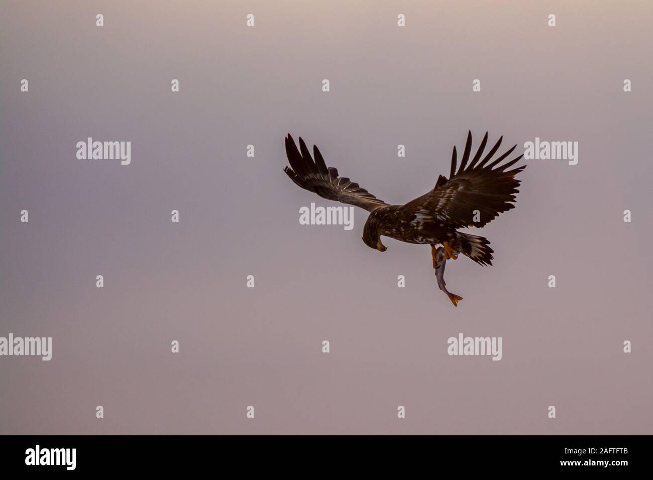 Les Aigles de mer à Rausu Hokkaido au Japon Banque D'Images