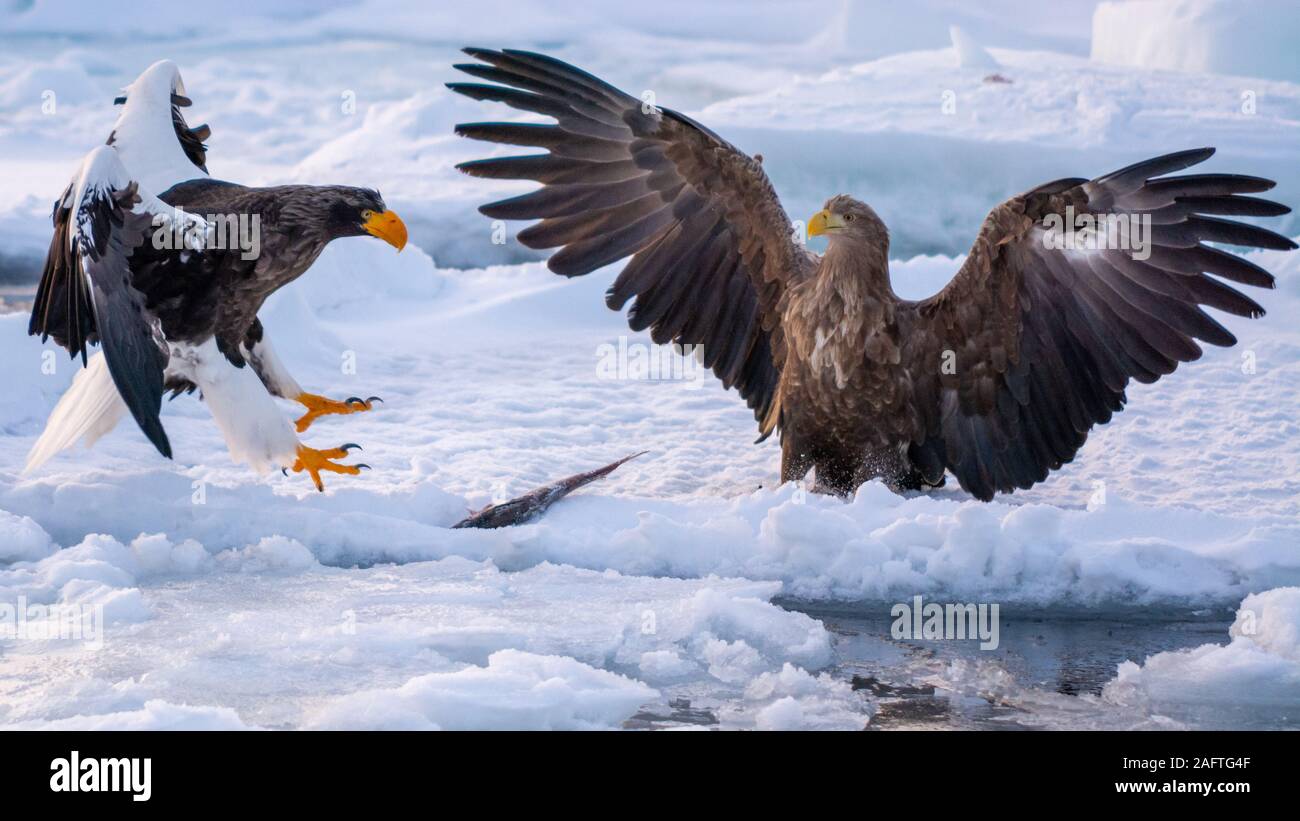 Les Aigles de mer à Rausu Hokkaido au Japon Banque D'Images