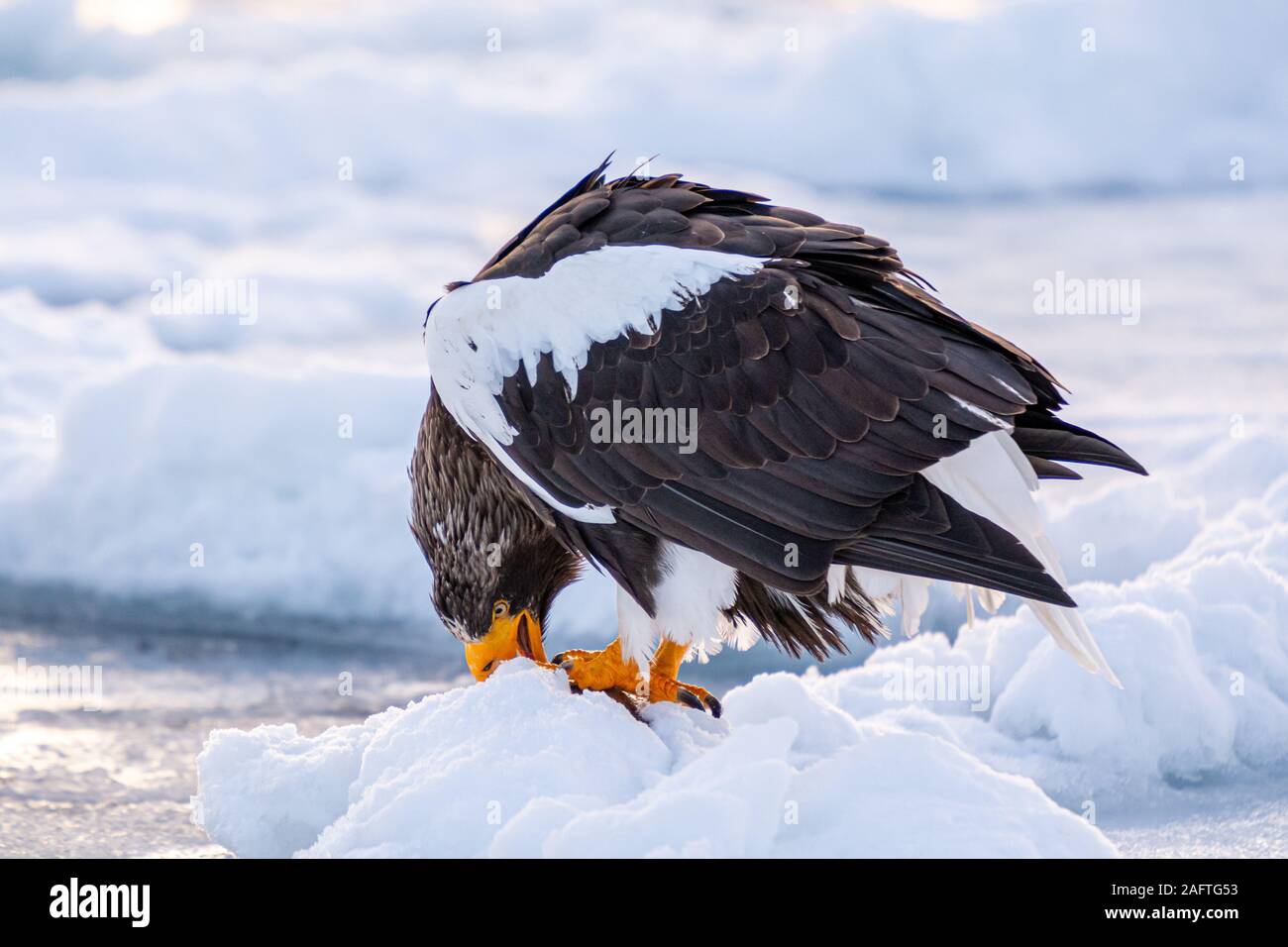 Les Aigles de mer à Rausu Hokkaido au Japon Banque D'Images