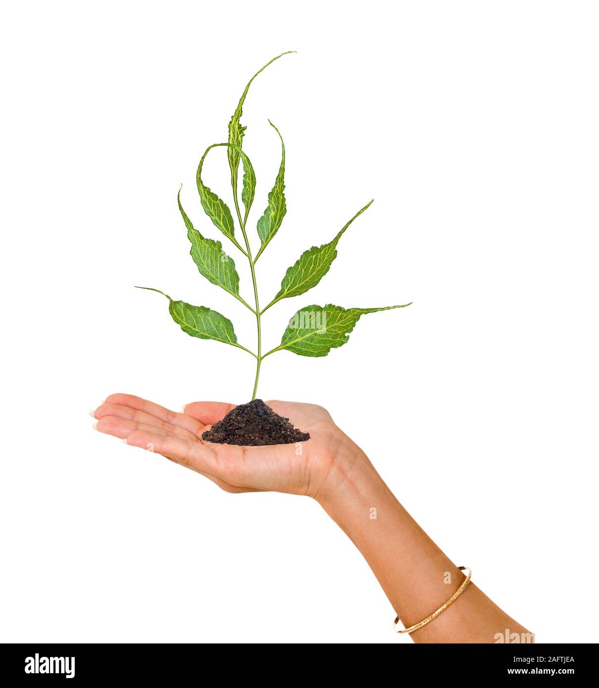 Sprout dans Palm comme un symbole de la protection de la nature Banque D'Images