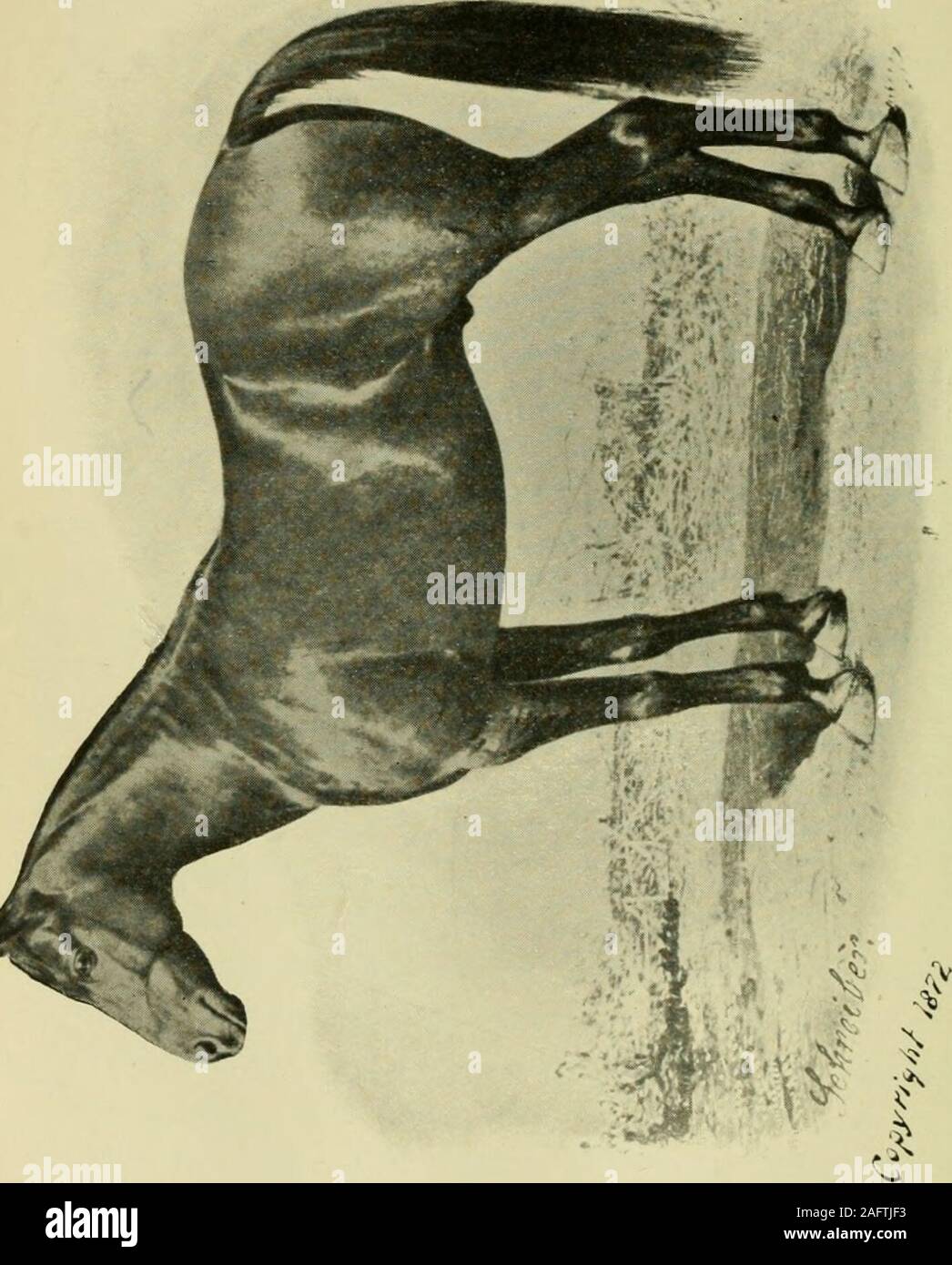. L'American trotter ; un traité de son origine, l'histoire et l'évolution. lsons Wilkes, Sire de quarante trotters et sevenpacers qui ont effectué des enregistrements à partir de 2,07 à 2,30 De 1 à 4,l'un a été Sainte-croix (2,14 3-4), Sire de Anidrosis(2.051-4), l'artiste le plus rapide jamais produites dans le Maine.une fille d'argile américaine produite ofCol le barrage. H. S. Russells noté stallion Edgemark (4)(2,16), le premier étalon trot de prendre si vite afour ans inscrits à 2,16. OfMiss Edgemark est le sire Whitney (2.071-2). Le barrage de Victor d'encre Ne VonBismarck, Sire, était par Sayres Argile Harry(2,29). Cette dernière a été t Banque D'Images